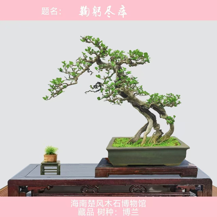 胡庆魁作品《鞠躬尽瘁》.png
